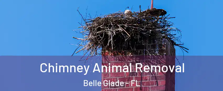 Chimney Animal Removal Belle Glade - FL