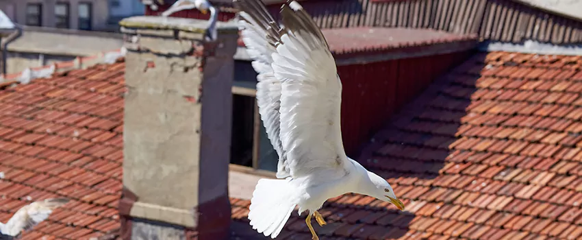 Residential Chimney Animal Removal Solution in Belle Glade, FL